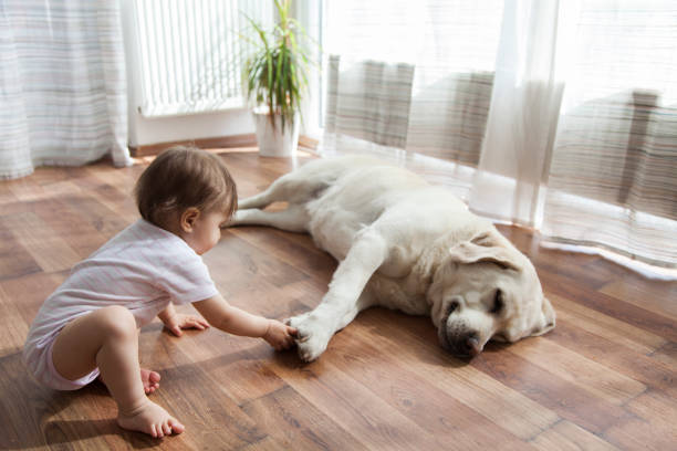 Pet friendly | Floor Dimensions