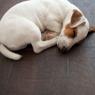 Pet friendly laminate flooring | Floor Dimensions